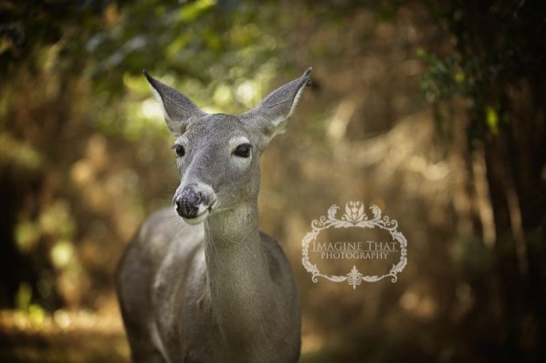 Deer PhotoBomb Photo Shoot