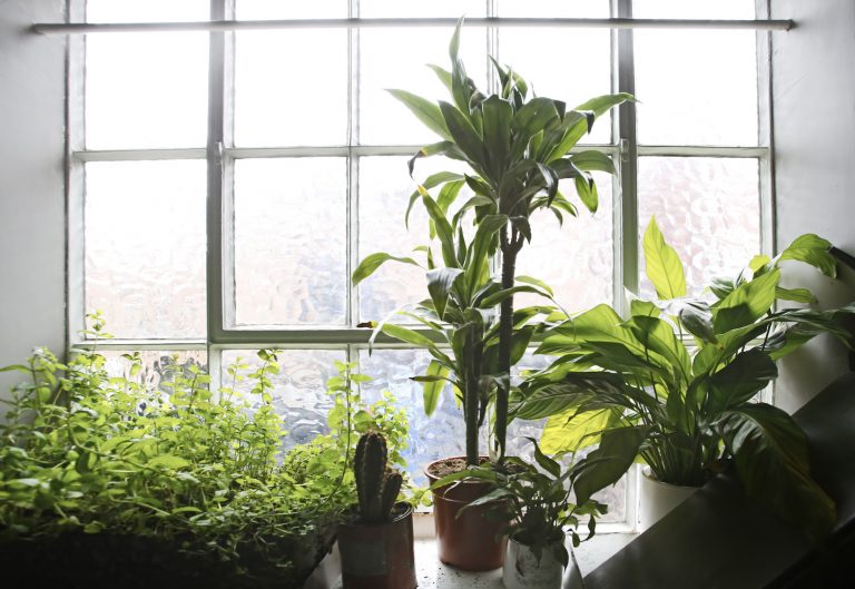 Tucker SW20 - greenery in the window - photographic studios - shootfactory location