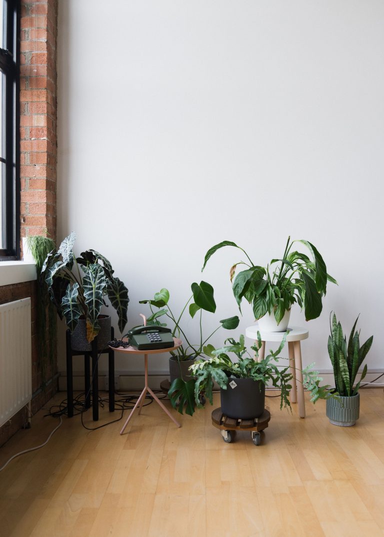 House plants / POVEY LONDON, E5 - Location House - SHOOTFACTORY