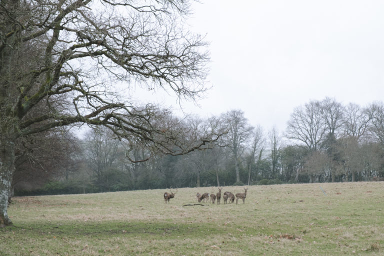 PARNHAM DORSET, DT8 - SHOOTFACTORY - OTHER UK HOUSES