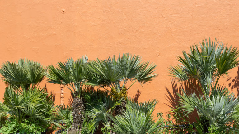 PALM LONDON, TW10 - SHOOTFACTORY - PHOTOGRAPHIC STUDIOS