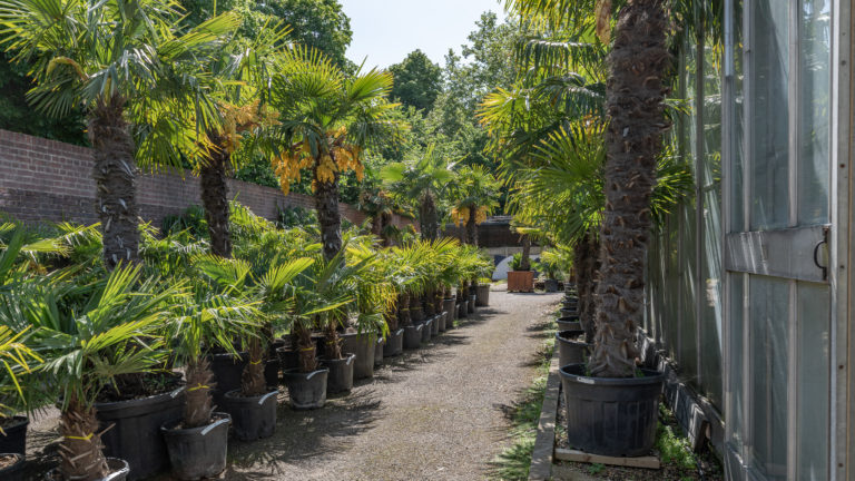 PALM LONDON, TW10 - SHOOTFACTORY - PHOTOGRAPHIC STUDIOS