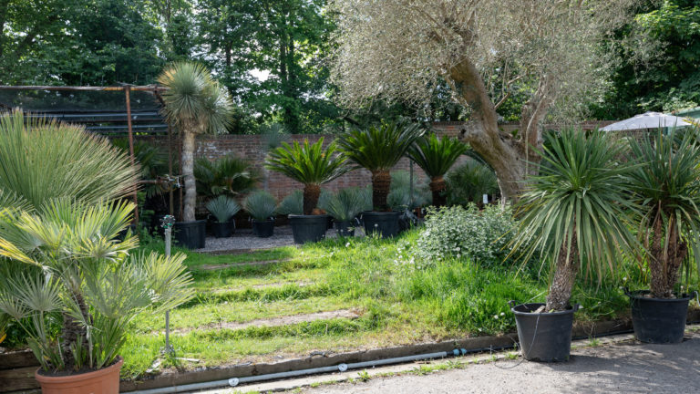 PALM LONDON, TW10 - SHOOTFACTORY - PHOTOGRAPHIC STUDIOS