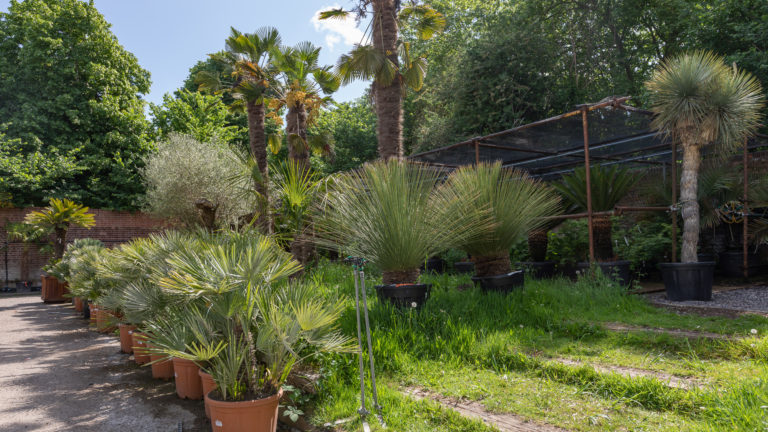 PALM LONDON, TW10 - SHOOTFACTORY - PHOTOGRAPHIC STUDIOS
