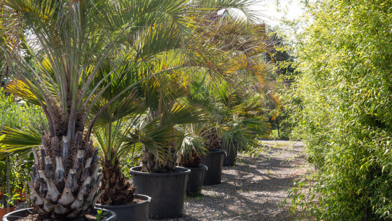 PALM LONDON, TW10 - SHOOTFACTORY - PHOTOGRAPHIC STUDIOS