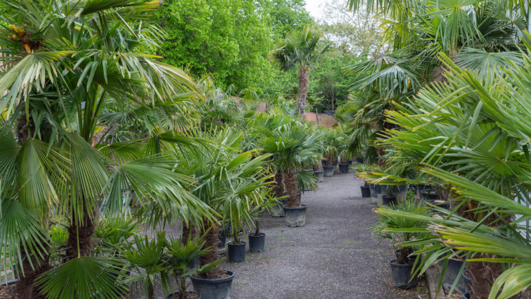 PALM LONDON, TW10 - SHOOTFACTORY - PHOTOGRAPHIC STUDIOS