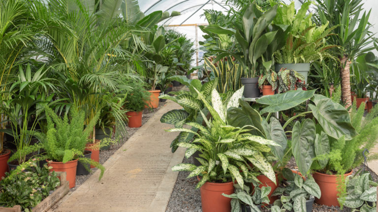 PALM LONDON, TW10 - SHOOTFACTORY - PHOTOGRAPHIC STUDIOS