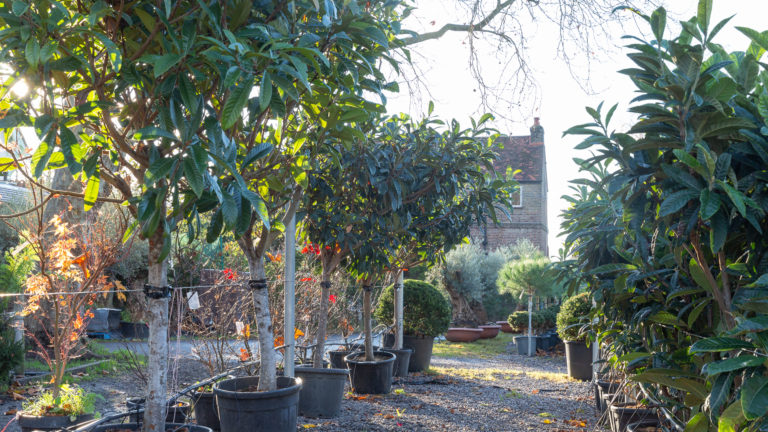PALM LONDON, TW10 - SHOOTFACTORY - PHOTOGRAPHIC STUDIOS
